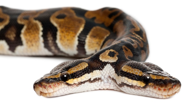 Trăn Hoàng Gia hoặc Trăn Bóng hai đầu - Python Regius