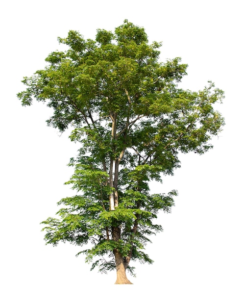 Tree isolated on white background tropical trees isolated used for design