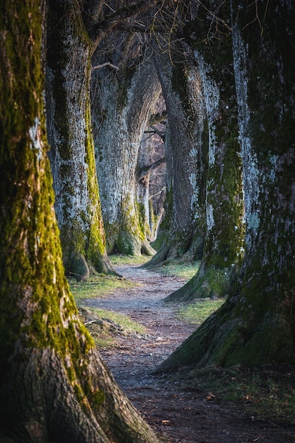 trees growing in forest