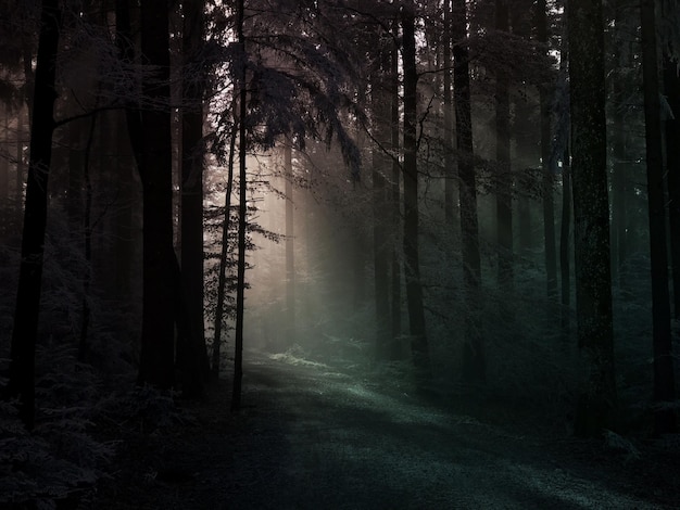 trees in forest against sky