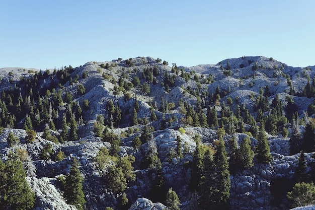 Trees on landscape against clear sky