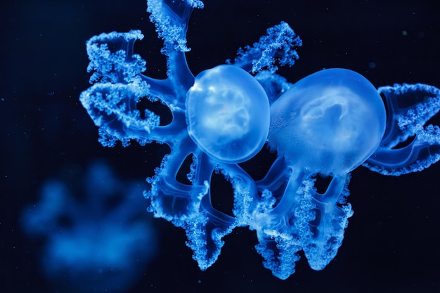 Underwater shot of beautiful Marbled Jellyfish Lychnorhiza Lucerna close up