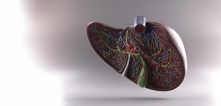 Photo visual plastic anatomical model of human liver