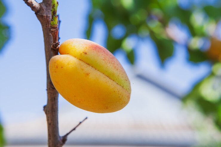 Miễn phí Photo side view apricot fruit tree . horizontal