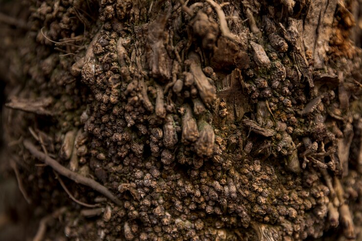 Miễn phí Photo tree trunk texture close up