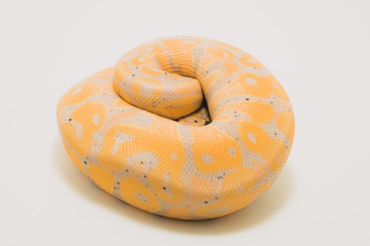 Ilmainen Kuva banana ball python isolated on white
