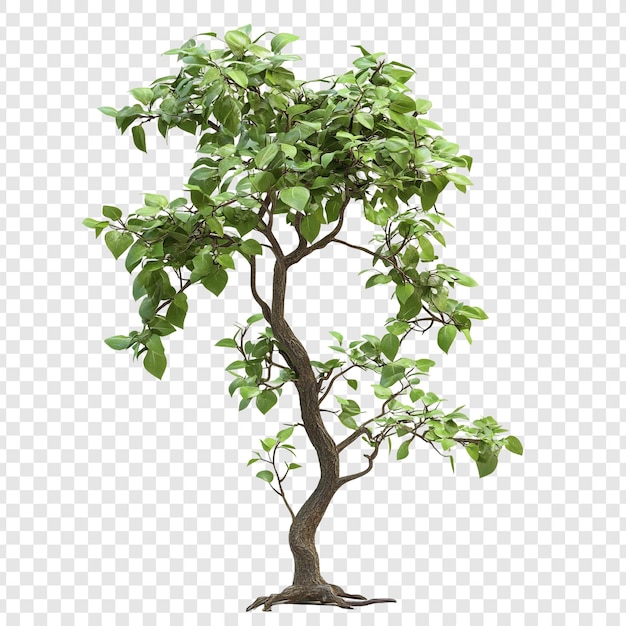 Isolated 3D Render of Lush Green Tree with Detailed Trunk and Branches