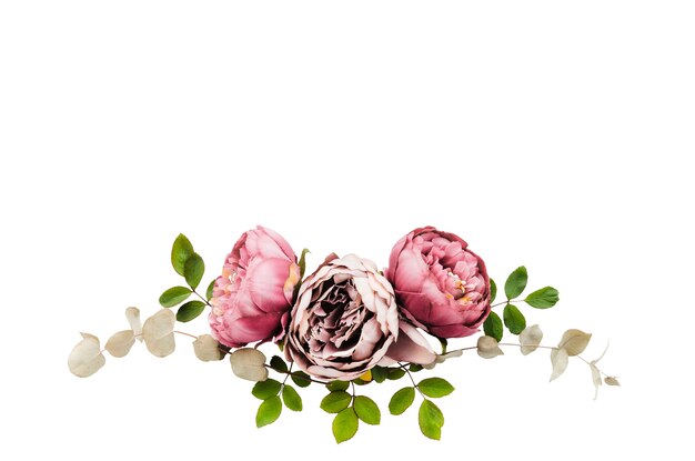 Rose flower elements isolated