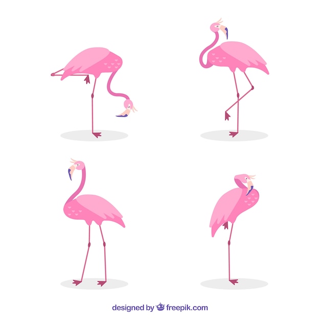 Vaaleanpunaisten flamingojen sarja eri asennoissa