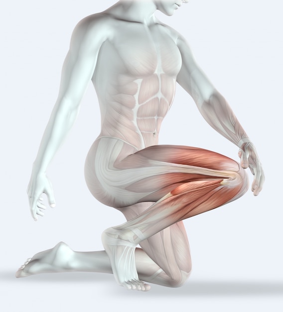 Photo gratuite 3d rendent d'un personnage masculin tenant son genou dans la douleur avec la carte du muscle