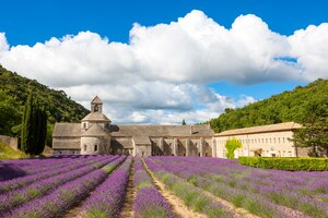 Abbaye de sénanque et rangées fleuries de fleurs de lavande. gordes, luberon, vaucluse, provence, france, europe.