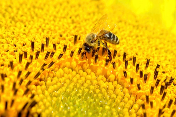 Photo gratuit &quot;abeille sur fleur jaune&quot;