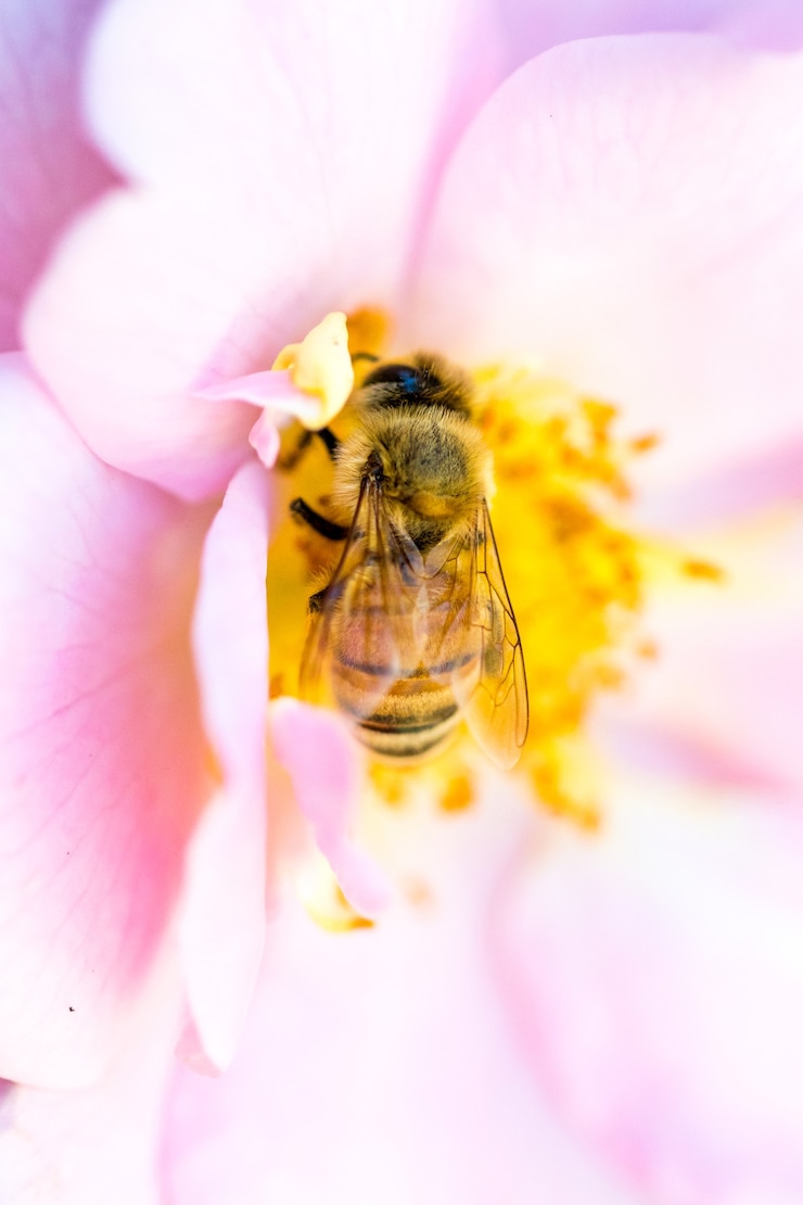 Photo gratuit abeille jaune et noire