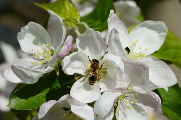 Abeille à miel sur une fleur blanche