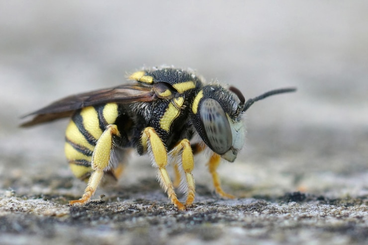 Photo gratuit abeille en résine ronde mâle jaune, anthidiellum strigatum dans le gard, france
