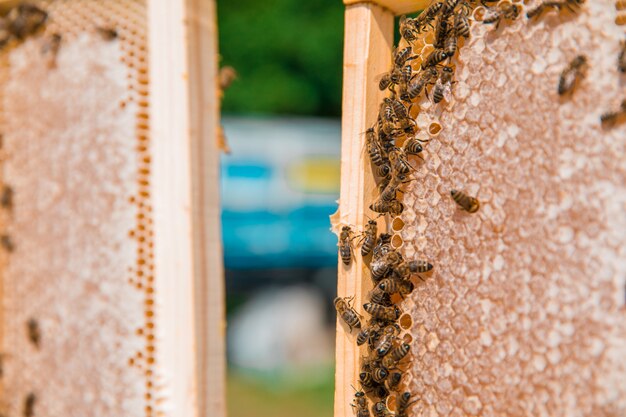 Les abeilles sur une ruche en bois. Photo de haute qualité