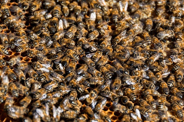 Des abeilles