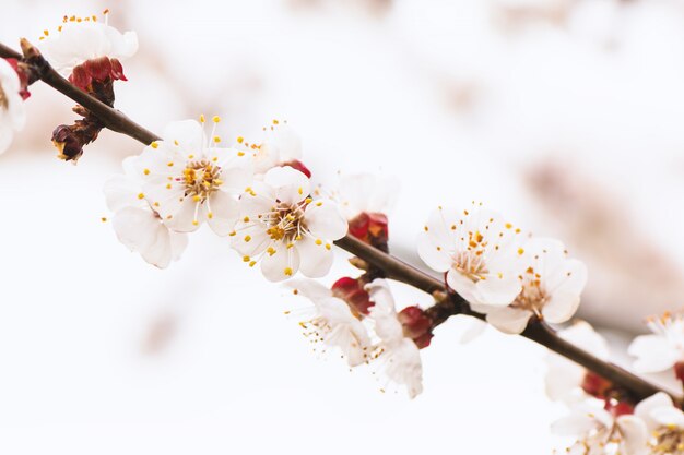 Abricotier fleurissant de fleurs blanches