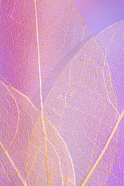 Photo gratuite abstrait belle feuille pourpre transparente