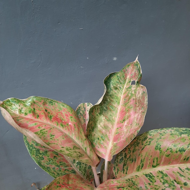 Photo gratuite accueil plantes feuilles sur fond de mur gris