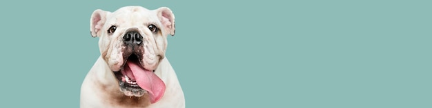 Adorable bannière sociale de portrait de chiot bouledogue blanc