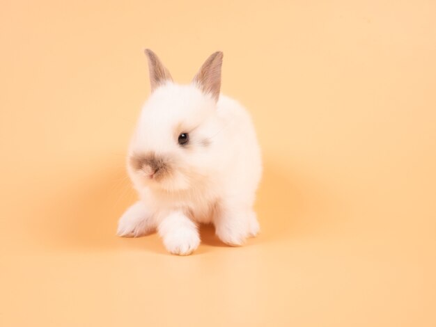 Adorable Bebe Lapin Blanc Sur Fond Jaune Lapin Bebe Mignon Photo Premium