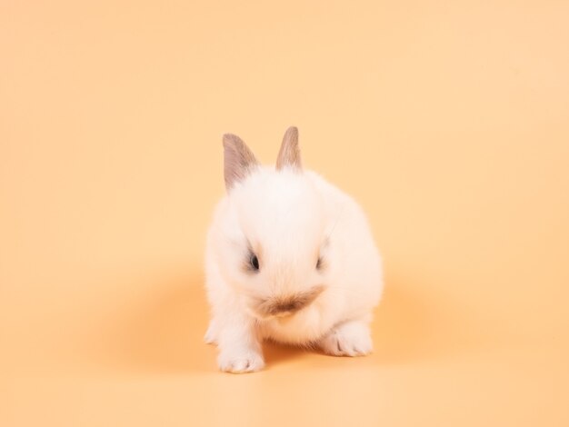 Adorable Bebe Lapin Blanc Sur Fond Jaune Lapin Bebe Mignon Photo Premium
