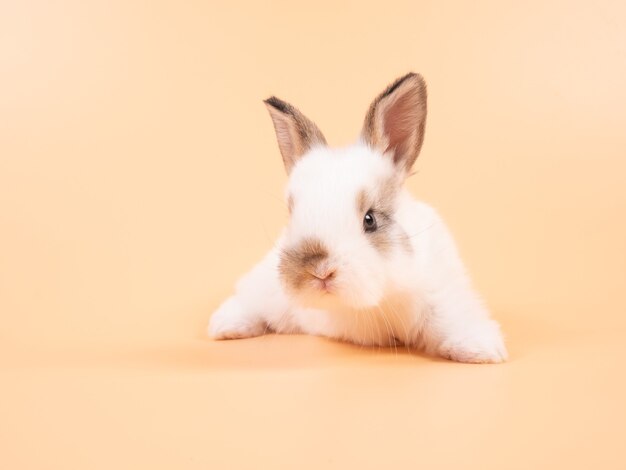 Adorable Bebe Lapin Blanc Sur Fond Jaune Lapin Bebe Mignon Photo Premium Adorable Bebe Lapin Blanc Sur Fond Jaune Lapin Bebe Mignon Photo Premium