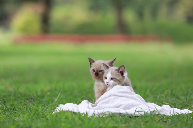 Adorable chaton assis sur l'herbe verte dans le parc.