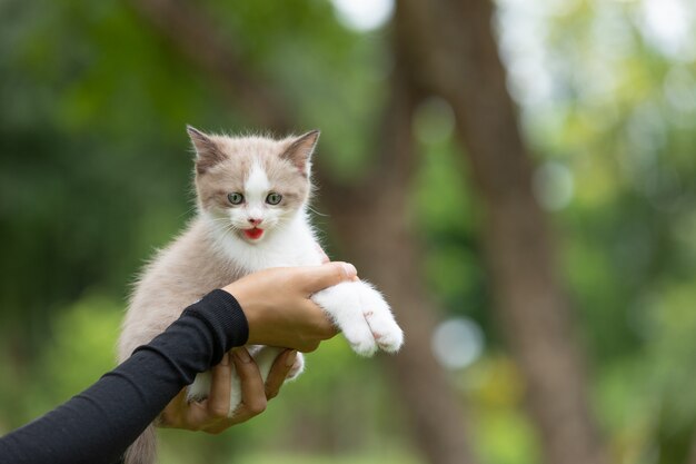 Adorable chaton assis sur une main humaine dans le parc.