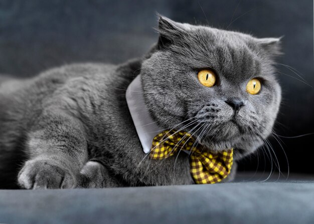 Adorable chaton british shorthair avec mur monochrome derrière elle