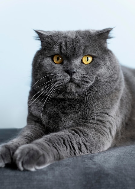 Adorable chaton british shorthair avec mur monochrome derrière elle