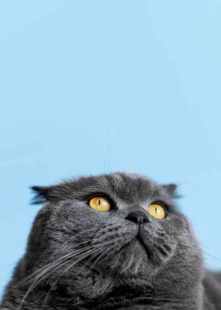 Adorable chaton british shorthair avec mur monochrome derrière elle