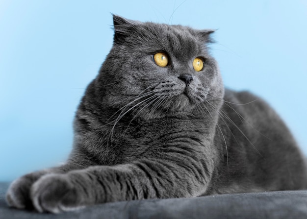 Photo gratuite adorable chaton british shorthair avec mur monochrome derrière elle
