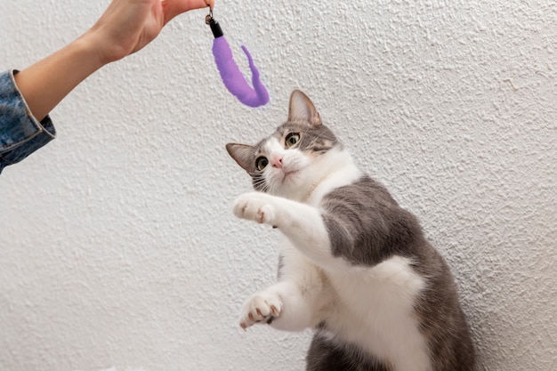 Adorable chaton enjoué