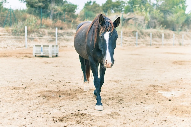 Photo gratuite adorable cheval à la ferme.