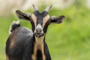Photo gratuite adorable chèvre noire à motifs marron dans le zoo