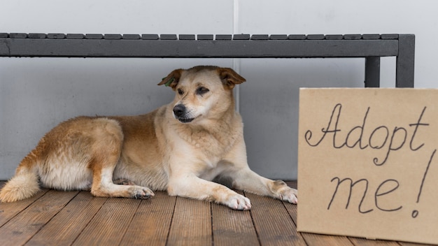 Photo gratuite adorable chien au refuge assis à côté de m'adopter signe