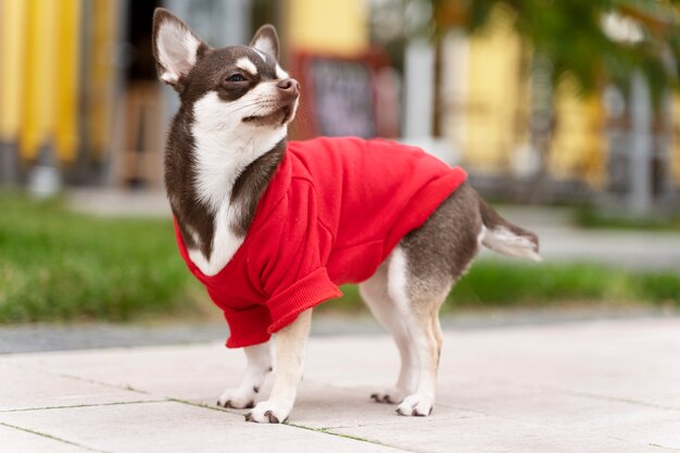 Adorable chien chihuahua à l'extérieur lors d'une promenade