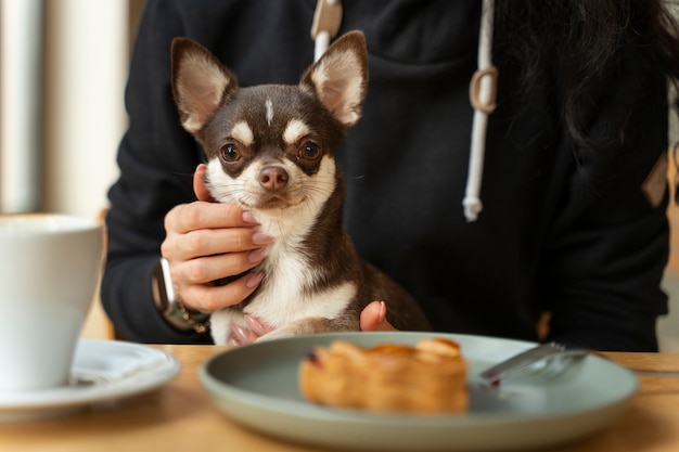 Adorable chien chihuahua avec une femme propriétaire