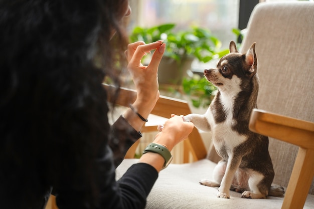 Adorable chien chihuahua avec une femme propriétaire