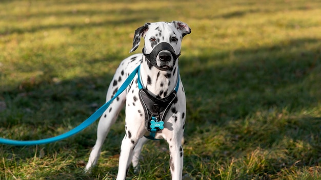 Adorable chien dalmatien avec museau à l'extérieur