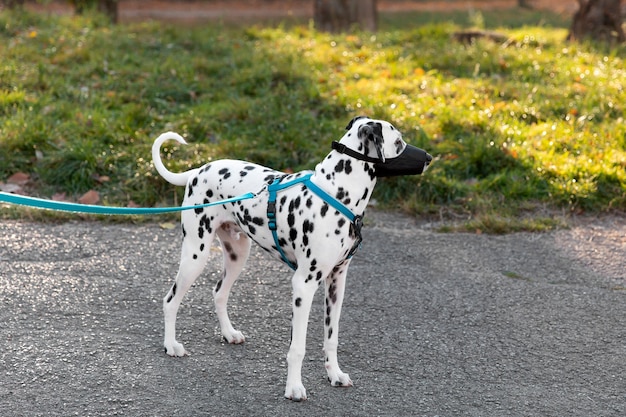 Adorable chien dalmatien avec museau à l'extérieur