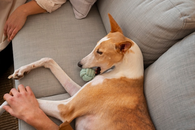 Adorable chien lévrier à la maison sur le canapé