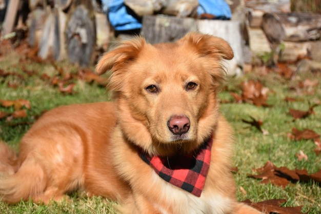 Photo gratuite adorable chien nova scotia duck tolling retriever se reposant au soleil.