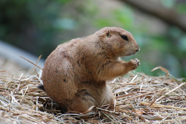 Adorable chien de prairie avec ses pattes repliées en prière