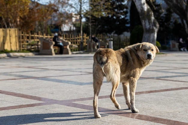 Adorable chien sans abri marchant dans la rue Photo de haute qualité