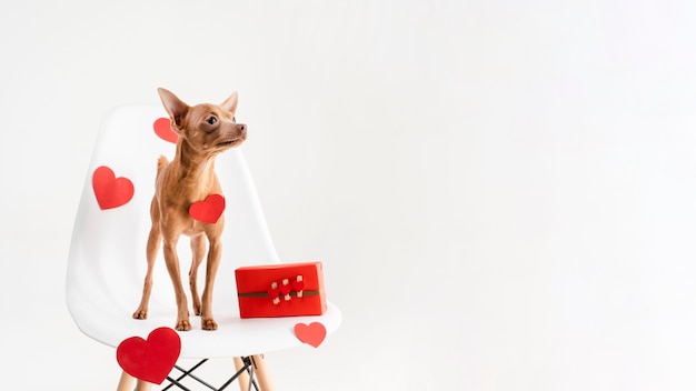 Adorable chiot chihuahua sur une chaise