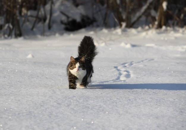 Adorable jeune chat avec une queue pelucheuse sur une couverture de champ de neige en hiver