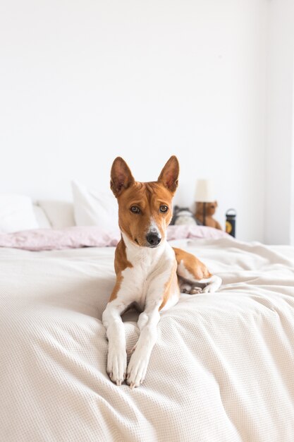 Adorable, joli et mignon chiot basenji canin repose sur le lit, le chien solitaire attend le propriétaire à la maison